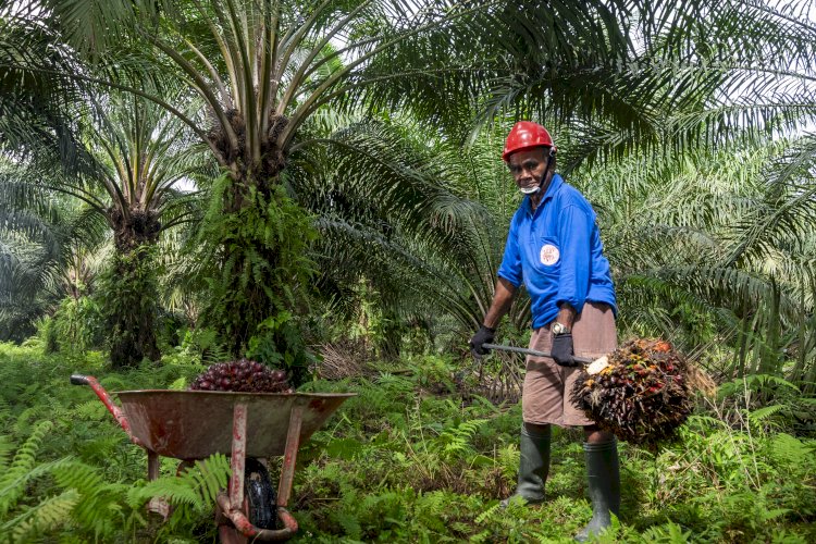 Arah SNI Sawit Dipertanyakan, Nunik: Kepentingan Nasional atau Ekspektasi Eropa?